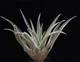 Tillandsia sphaerocephala