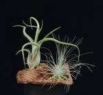 Tillandsia glina2
