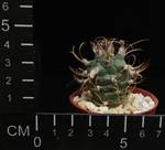 Turbinicarpus pseudomacrochele