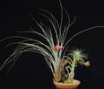 Tillandsia trta3d