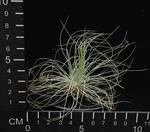 Tillandsia argentea