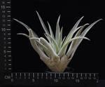Tillandsia sphaerocephala