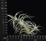 Tillandsia bergerii
