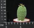 Trichocaulon cactiformis