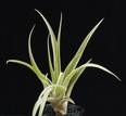 Tillandsia capitata