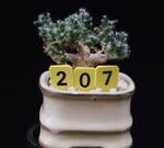 Trichodiadema densum