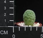 Trichocaulon cactiformis