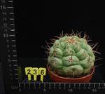 Thelocactus hexaedroporus durango