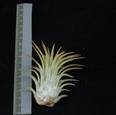 Tillandsia ionantha R