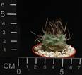Turbinicarpus schmiedickeanus