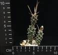 Tephrocactus articulatus strobiliformis