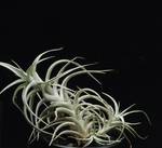 Tillandsia bergerii