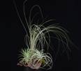 Tillandsia glina3