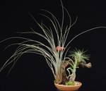 Tillandsia trta3d