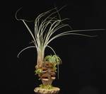 Tillandsia suhi plod2