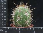 Trichocereus chilensis