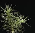 Tillandsia aeranthos