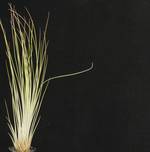 Tillandsia juncea