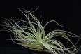 Tillandsia matudae