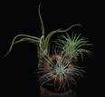 Tillandsia suhi plod3