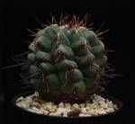Thelocactus lloydii