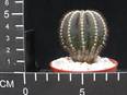 Uebelmannia pectinifera