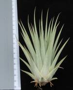 Tillandsia