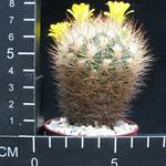 Weingartia pulquinensis