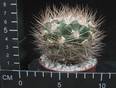 Weingartia pilcomayensis