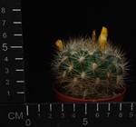 Weingartia pilcomayensis