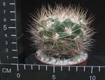 Weingartia pilcomayensis