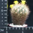 Weingartia pulquinensis