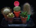 Kaktusi sukulente mini set 5