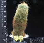 Notocactus leninghausii