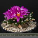 Ariocarpus agavoides Ariocarpus agavoides