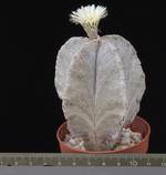 Astrophytum myriostygma v. tulense Astrophytum myriostygma v. tulense