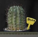 Neoporteia paucicostata 8409 Neoporteia paucicostata 8409