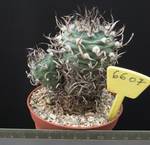 Turbinicarpus macrochele 6607 Turbinicarpus macrochele 6607