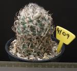 Turbinicarpus schmiedickeanus 4109 Turbinicarpus schmiedickeanus 4109