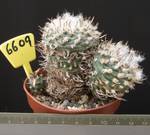 Turbinicarpus schwarzii 6609 Turbinicarpus schwarzii 6609