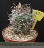 Turbinicarpus macrochele 6605 Turbinicarpus macrochele 6605