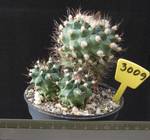 Turbinicarpus swobodae 3009 Turbinicarpus swobodae 3009