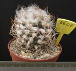 Turbinicarpus krainzianus minimus 6606 Turbinicarpus krainzianus minimus 6606