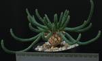 Euphorbia caput-medusae