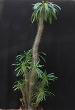 Pachypodium lamerei Pachypodium lamerei