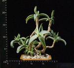 Cotyledon octopus Cotyledon octopus