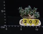 Trichodiadema densum Trichodiadema densum