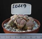 Lithops pseudotruncatella 8,5 Lithops pseudotruncatella 8,5