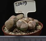 Lithops pseudotruncatella 8,5