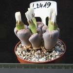 Lithops gracilidelineata